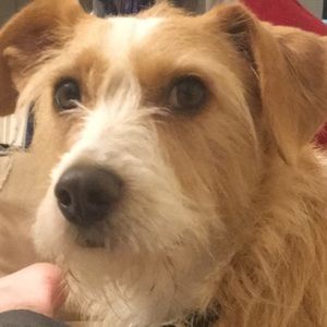 Meet your Posher, Annie